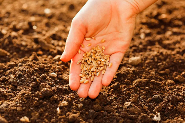 Семена снова в дефиците? Квоты на 2025 год